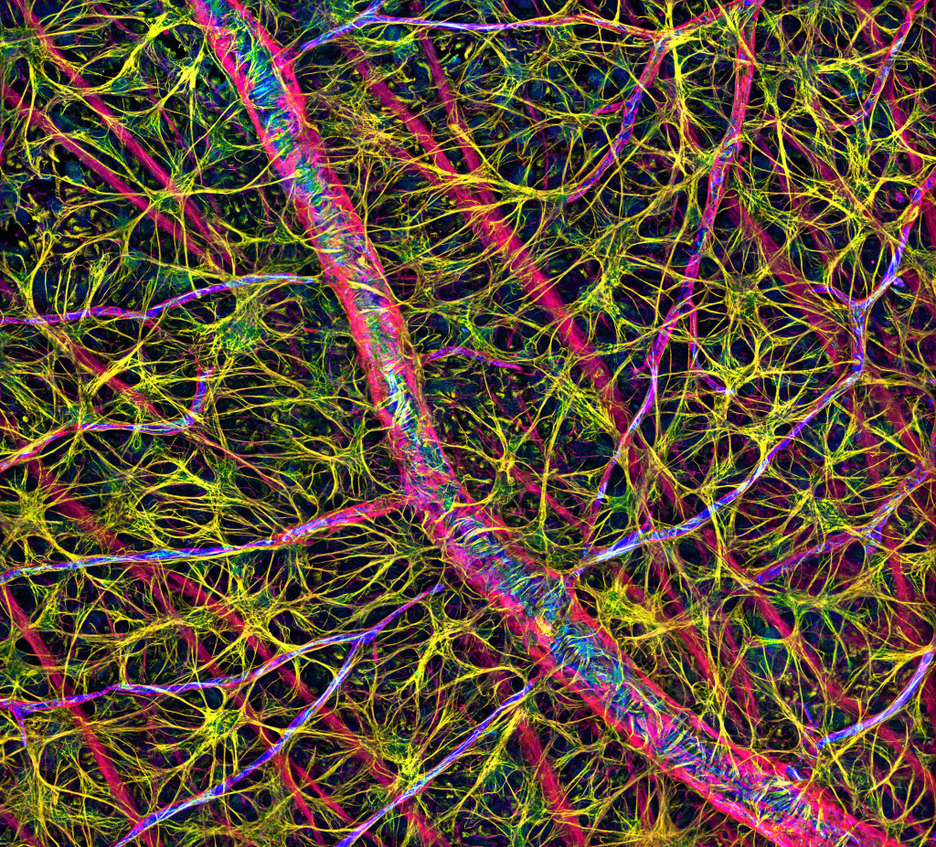 Retina blood vessel and nerve cells