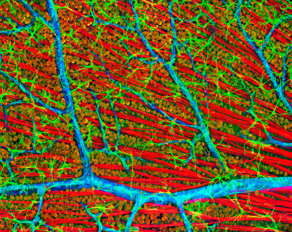Retina blood vessels and nerve cells