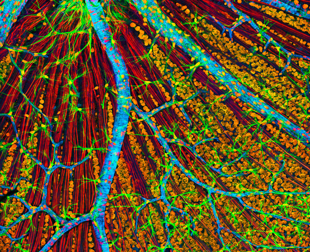 Retina blood vessels and nerve cells