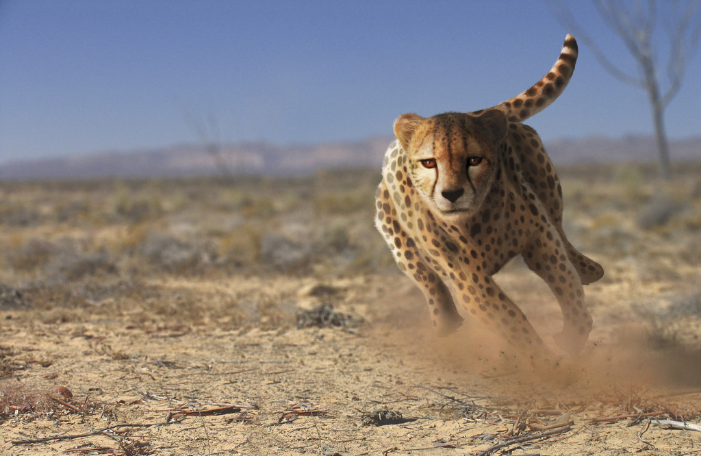 Cheetah running, artwork