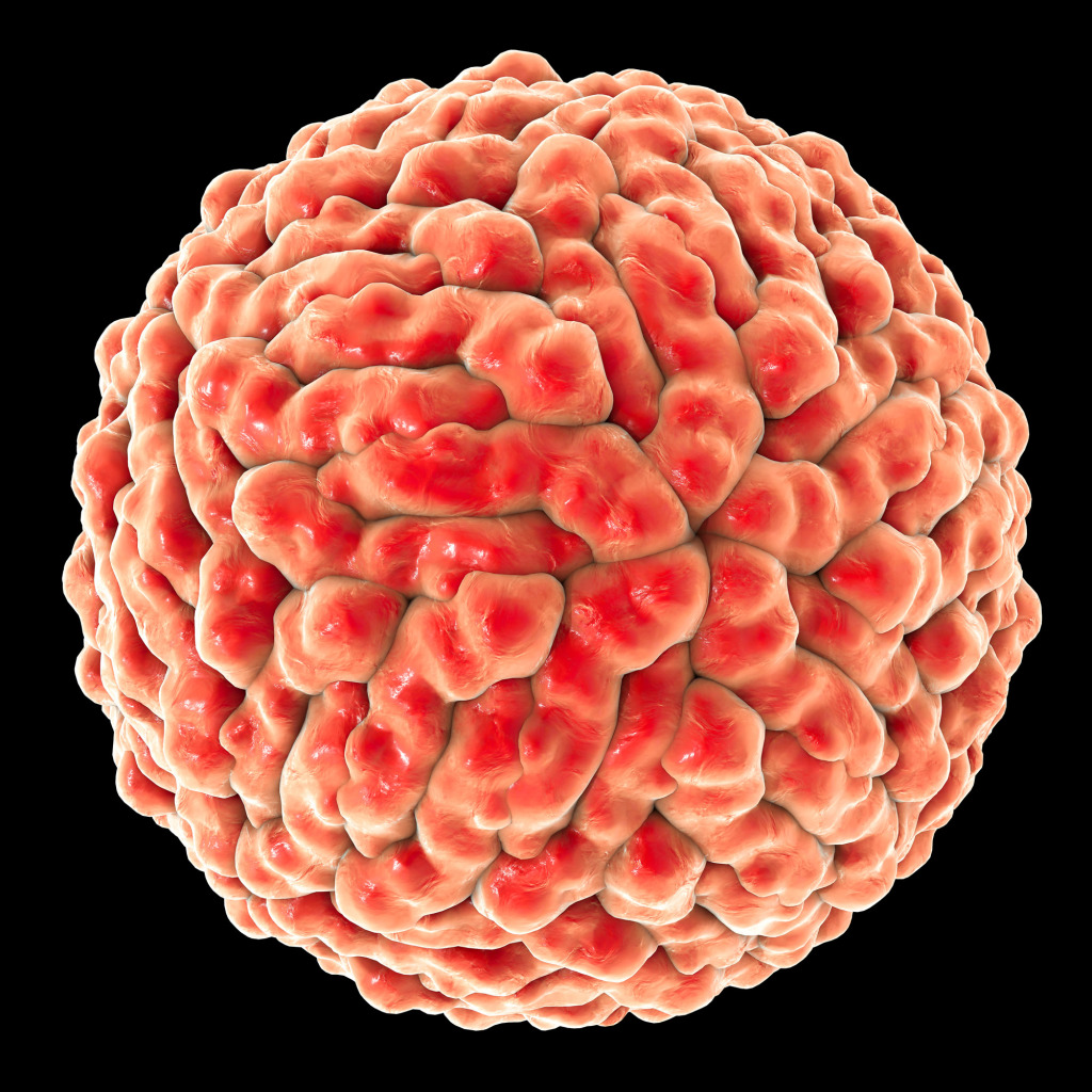 Zika virus, illustration