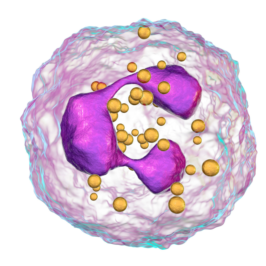 Neutrophil white blood cells, illustration