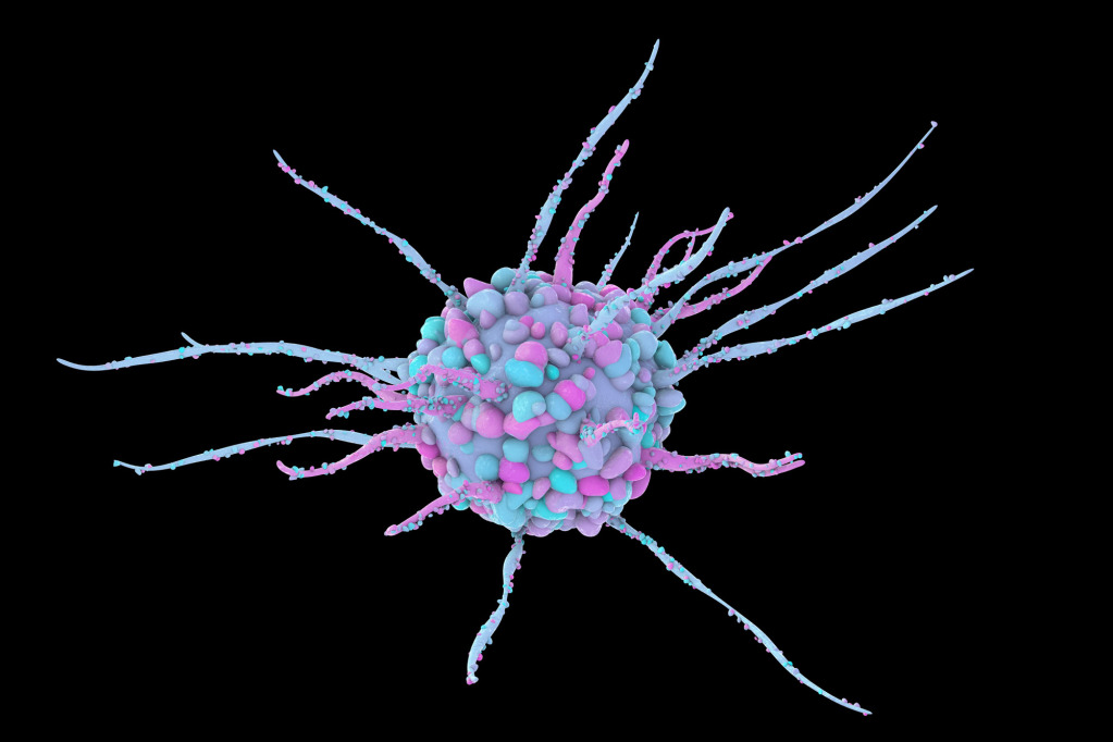 Dendritic cell, illustration