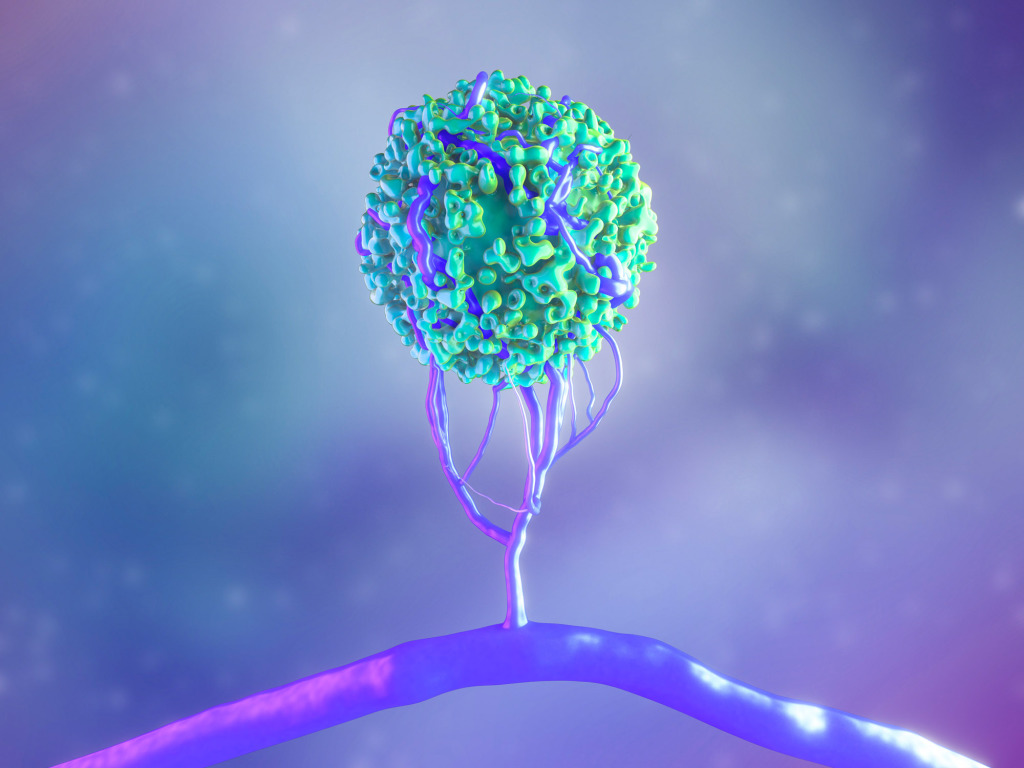 Blood vessel formation, illustration
