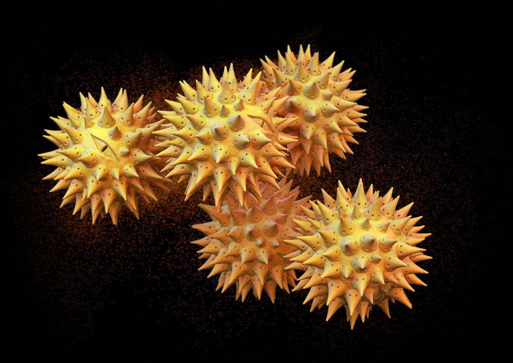 Daisy (family Asteraceae) pollen, illustration