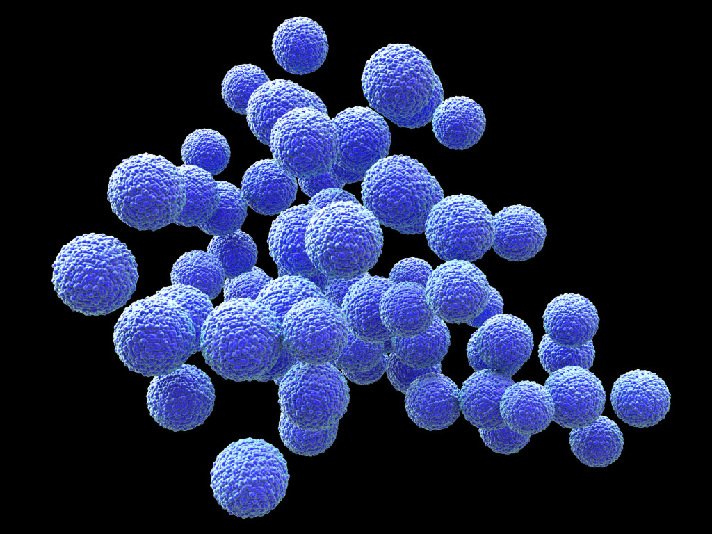 Zika virus particles, illustration