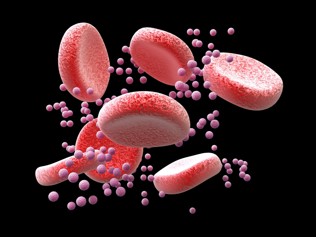 Zika virus in bloodstream, illustration