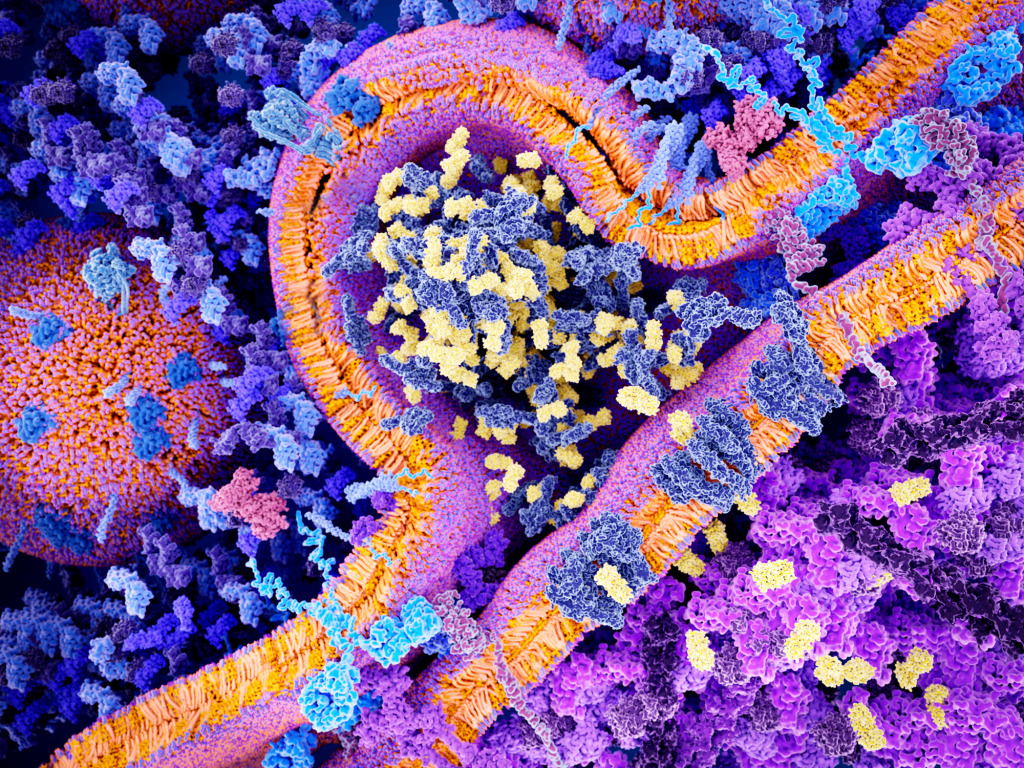 CAR T cell cancer immunotherapy, illustration