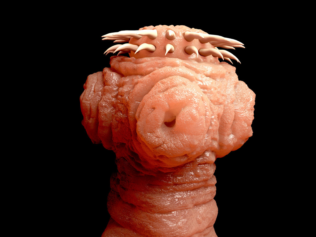 Tapeworm, artwork