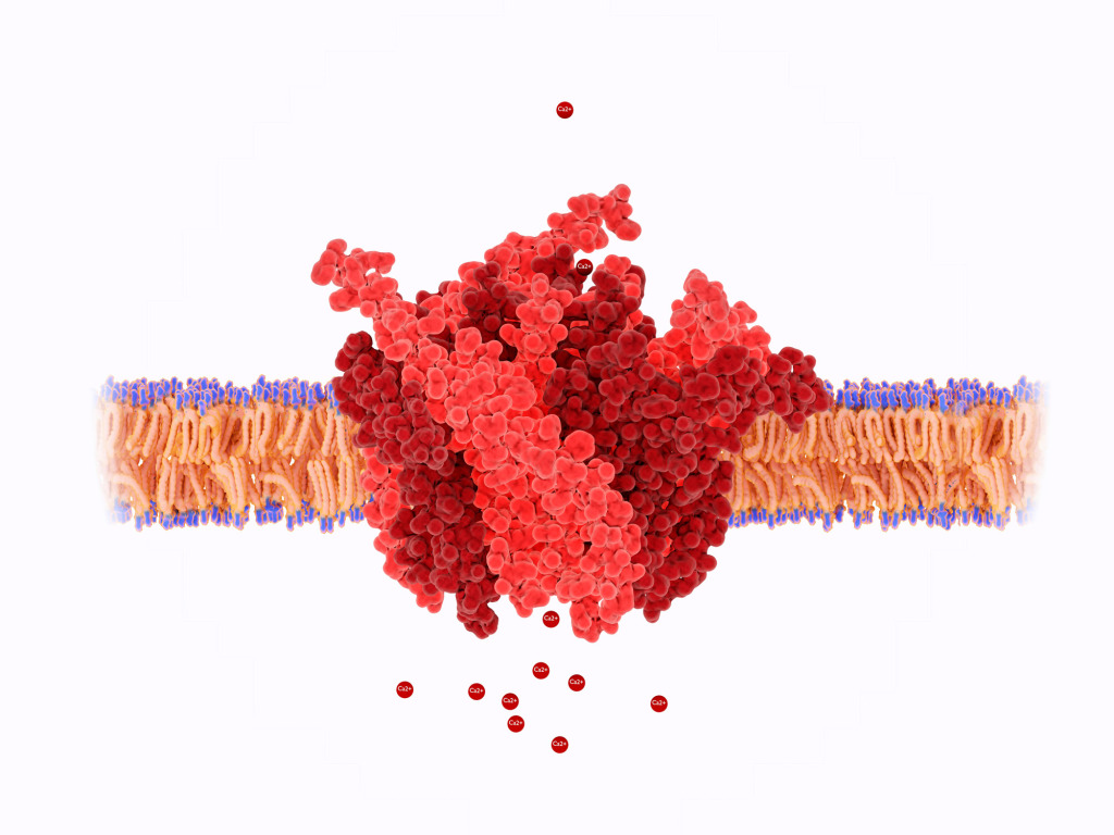 Calcium channel pore, illustration