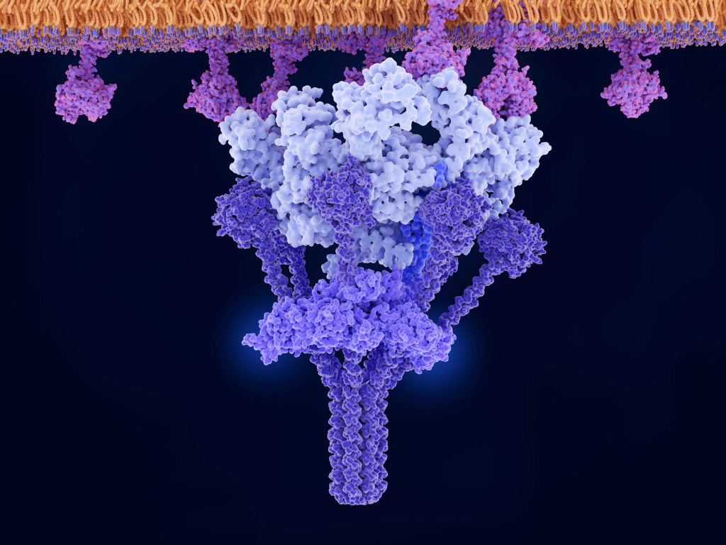 IgM mediated complex activation, molecular model
