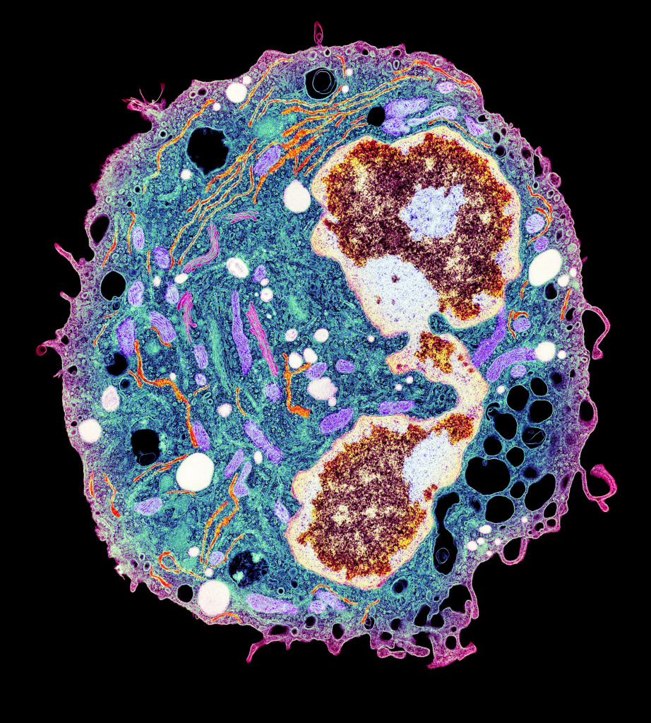 White blood cell, TEM