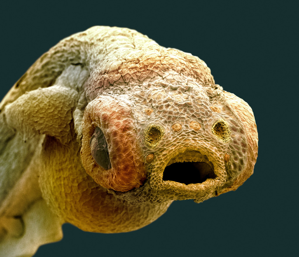 Zebra fish embryo, SEM