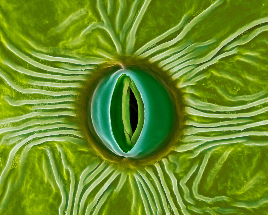 Stoma of a milkweed leaf (Asclepias spp.), SEM
