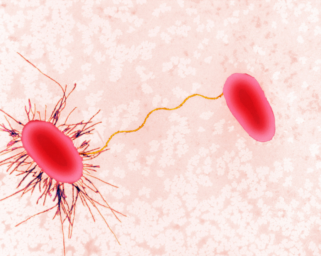 E.coli conjugation, bacterium, TEM