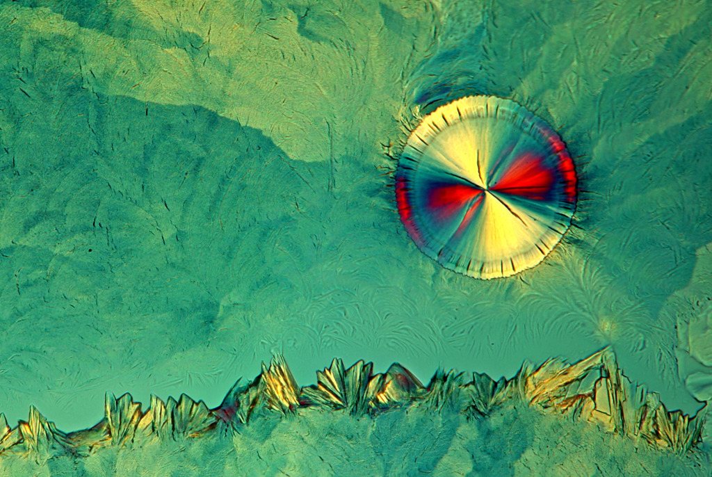 EDTA crystals, light micrograph