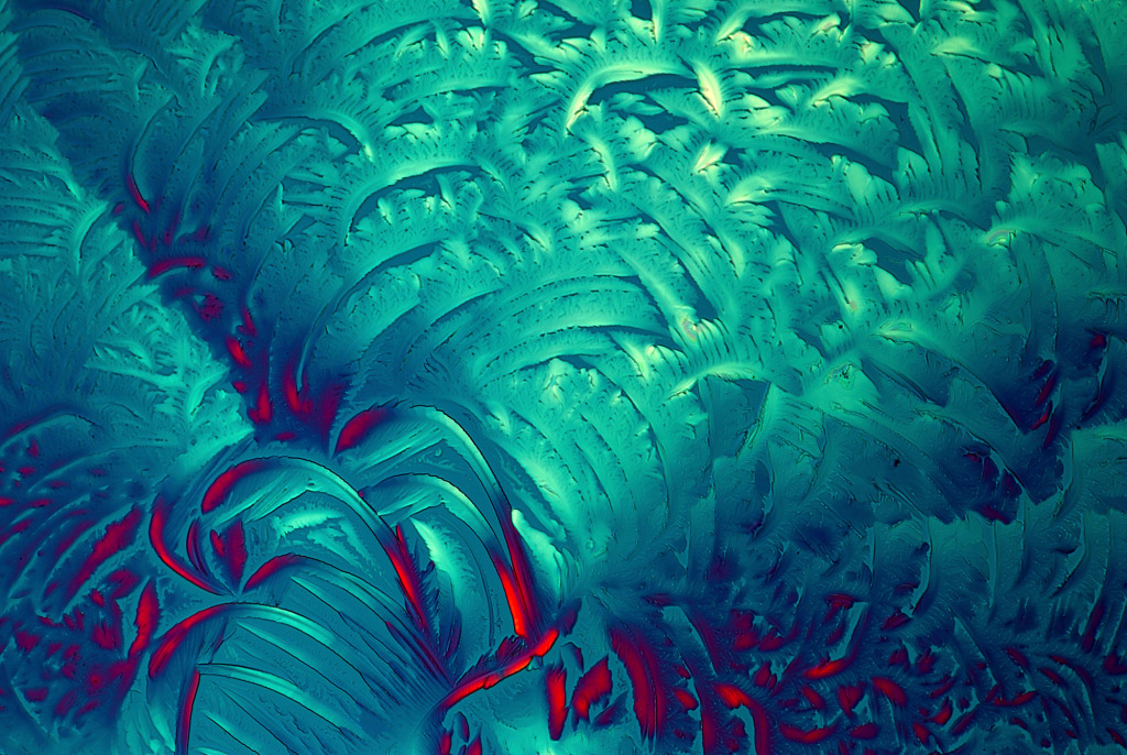 Glycine crystals, light micrograph