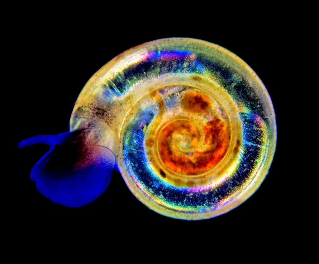 Aquatic snail, light micrograph