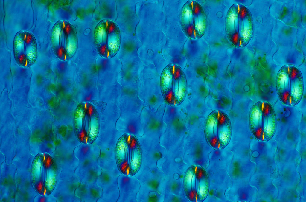 Lily (Lilium sp.) stomata, light micrograph