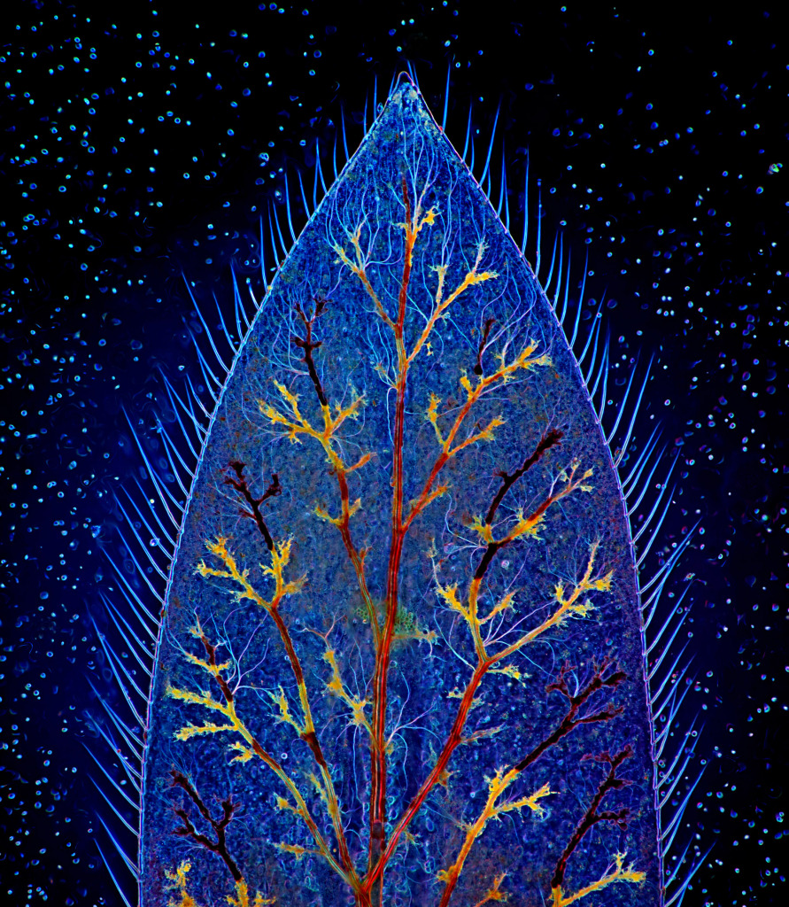 Damselfly larva caudal gill, light micrograph