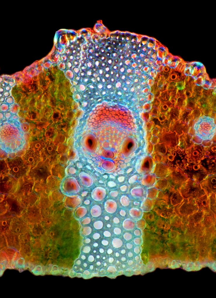 Section through a grass leaf, light micrograph