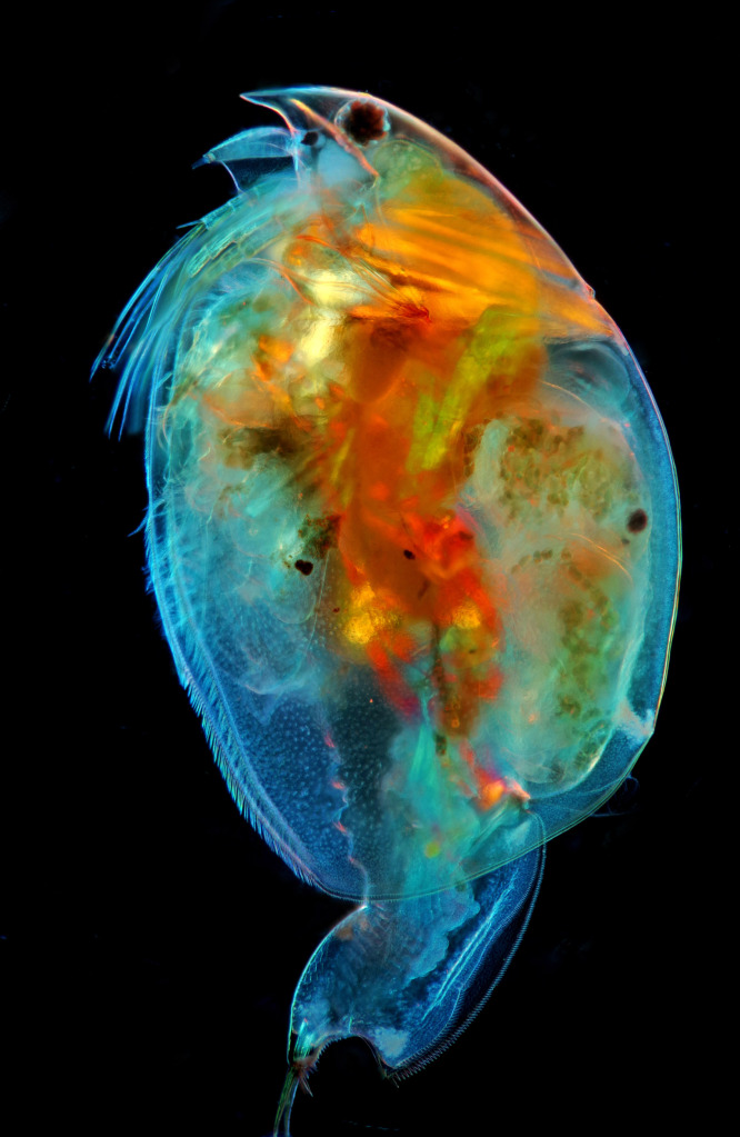 Water flea, light micrograph