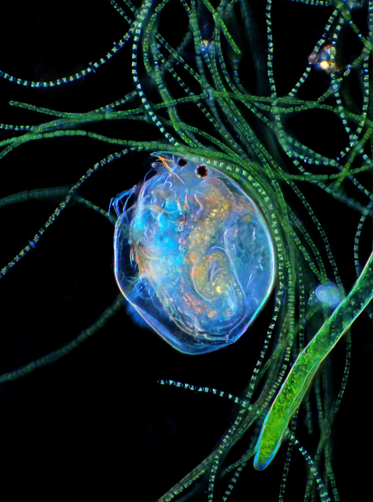 Hydorus sp. water flea, light micrograph