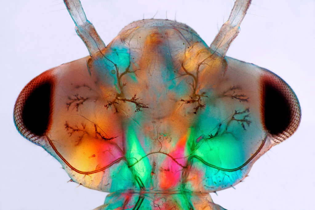 Head of a damselfly larva, light micrograph