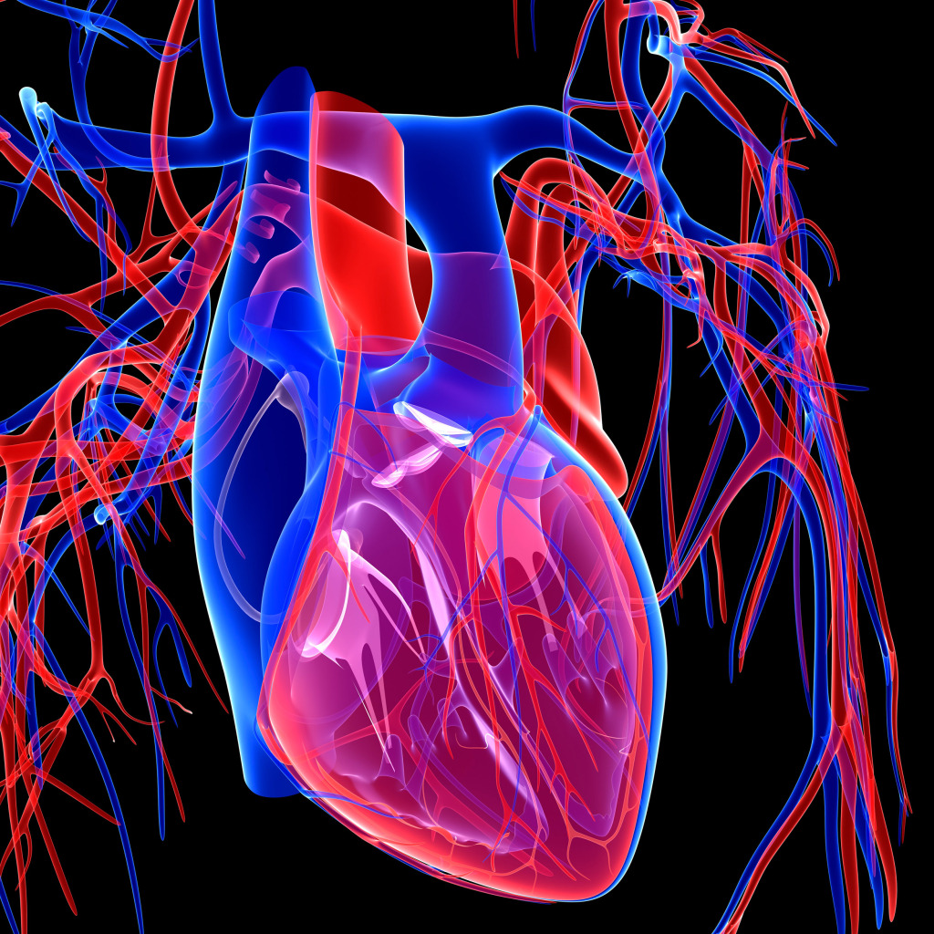 Cardiovascular system, artwork