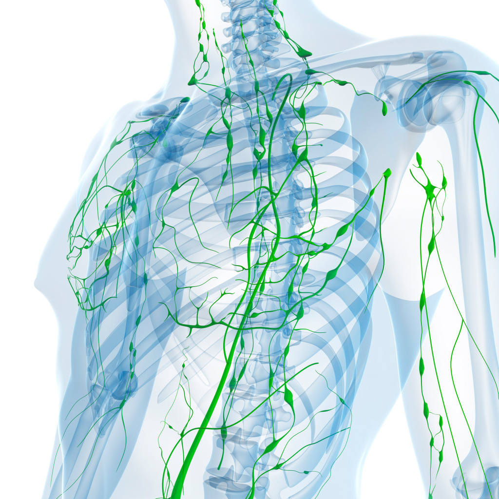 Lymphatic system, artwork