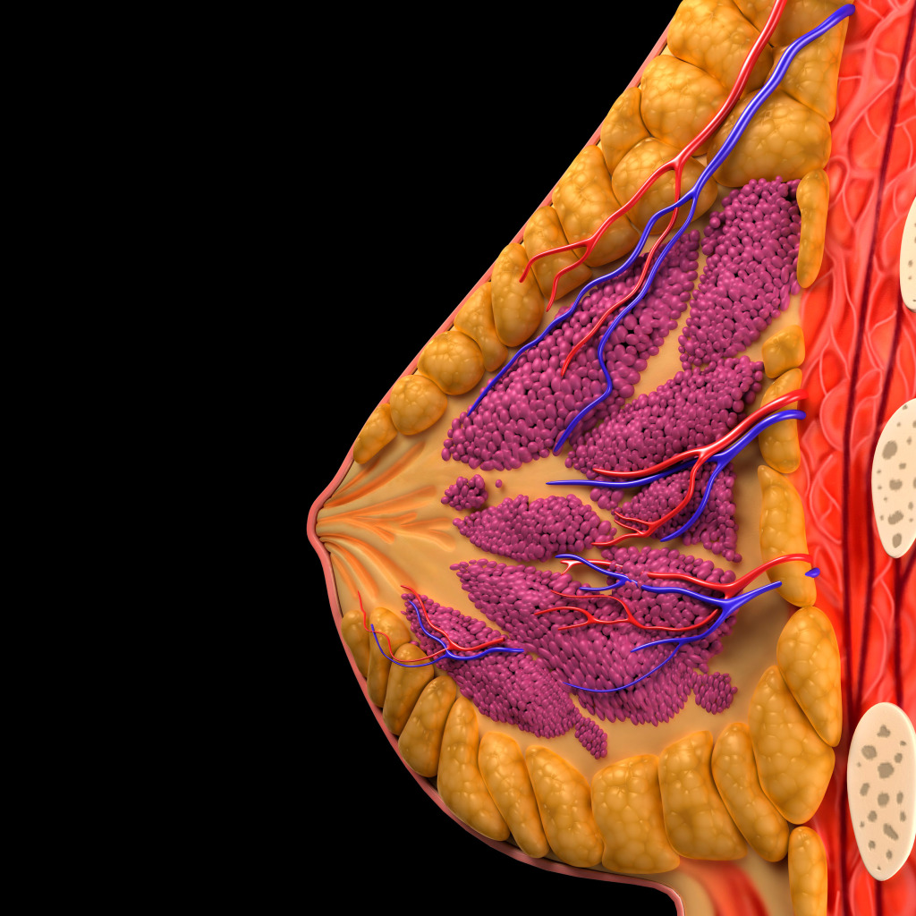Breast anatomy, artwork
