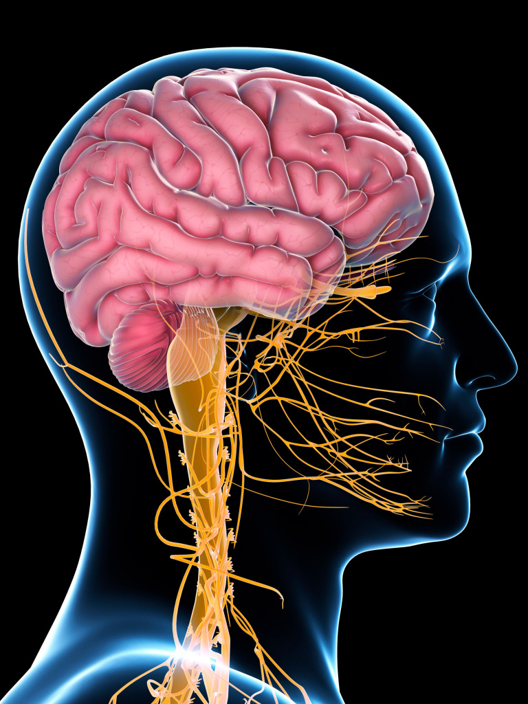 Male nervous system, artwork