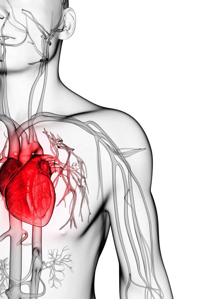 Human vascular system, artwork