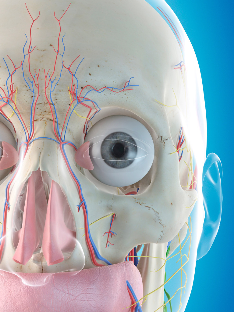Human face anatomy, illustration