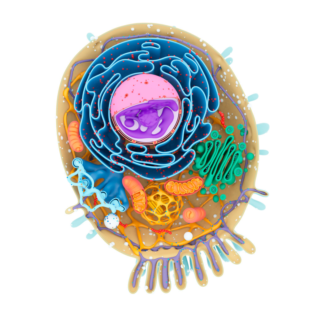 Cell structure, illustration