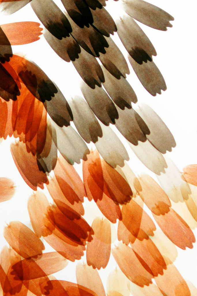 Butterfly scales, light micrograph