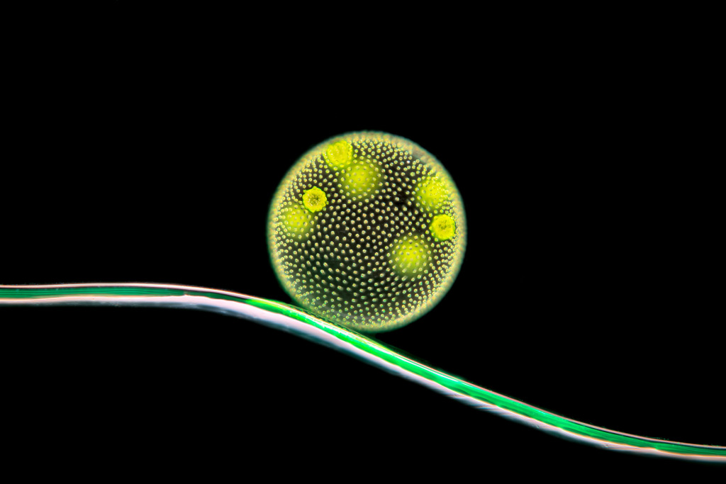 Volvox green algae, light micrograph