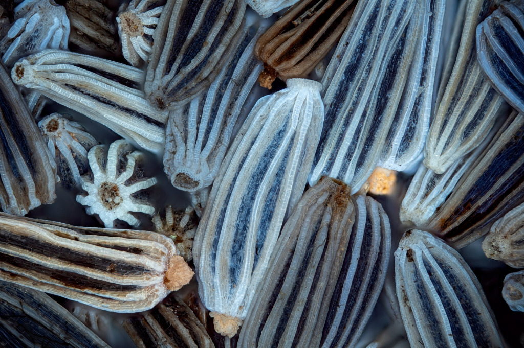 Ox-eye daisy (Leucanthemum vulgare) seeds, light micrograph