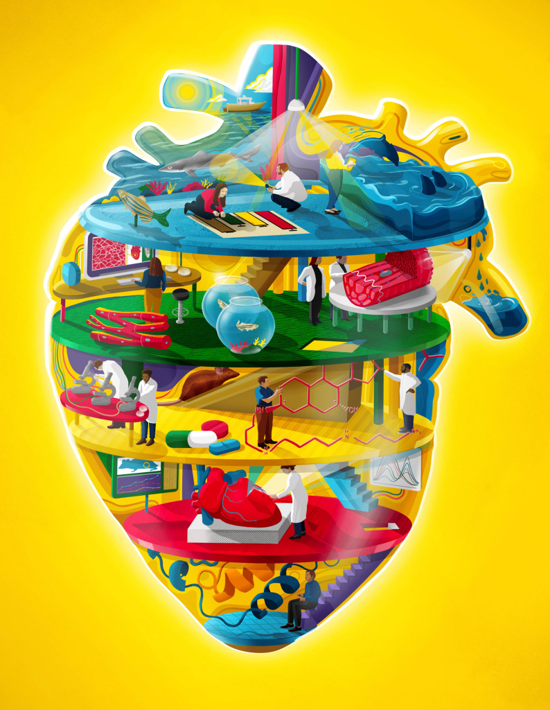 Heart regeneration, conceptual illustration