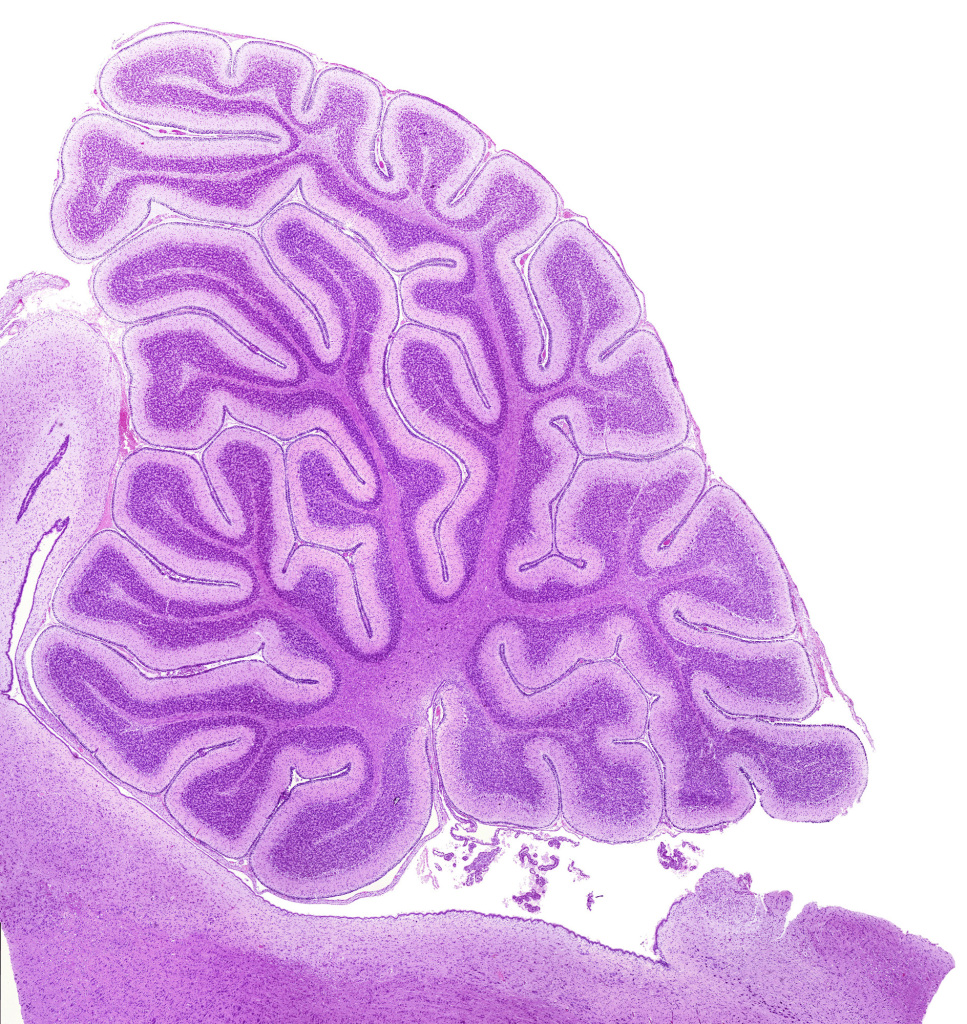 Cerebellum, light micrograph