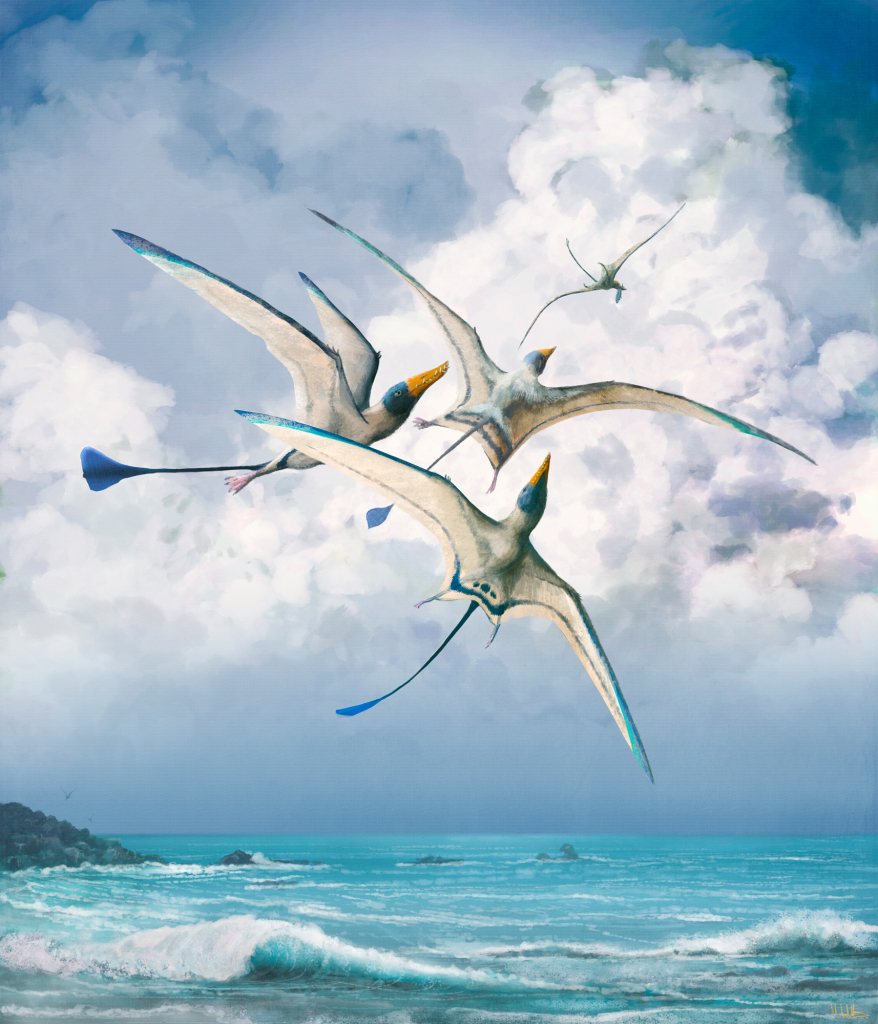 Rhamphorhynchus pterosaurs, illustration
