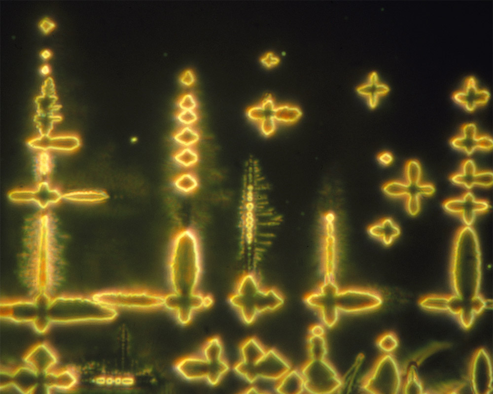 Iron oxide dendrites, light micrograph black gold yellow colour