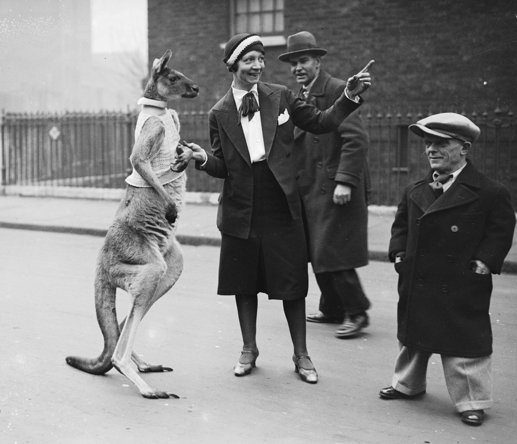 Kangaroo on a London street, 11 December 1933 Black and white photograph of a kangaroo on a london street with circus companions.